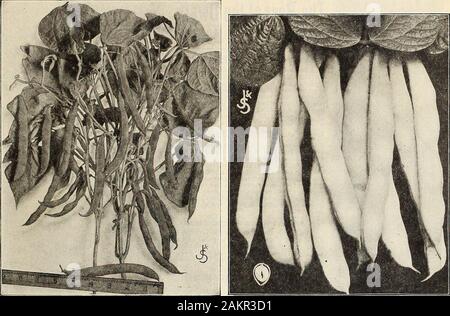 Garten und Bauernhof Handbuch: 1905. Sie sind klar weiss und bleiben so lange, wie fitfor verwenden, ohne Anhäufeln oder andere künstliche blanchieren - ing. Es gibt eine große Nachfrage von Scannern für diese Art. Preise der Samen: Pkt., 5c; oz, 10c; % lb, 25c; lb, 75 cGOOD starke Wurzeln, 1 Jahr alt, 70 c/100 (bymail, Postpaid, 81,00 Pro 100); $ 5,50 pro 1.000; 2 Jahr oldroots, 75 c pro 100; $ 6,00 pro 1.000. Palmetto Spargel der Spargel ist jetzt recht ausführlich für New York und Philadelphia Märkte, wo es verkauft an highprices angebaut, aufgrund seiner feinen Größe und Ordnungsmäßigkeit. Obwohl ofSouthern Ursprungs ist es i Stockfoto