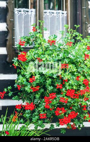 Rote Geranie, Pelargonium in einem Topf auf der Fensterbank Stockfoto