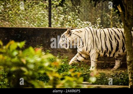 weißer tiger Stockfoto