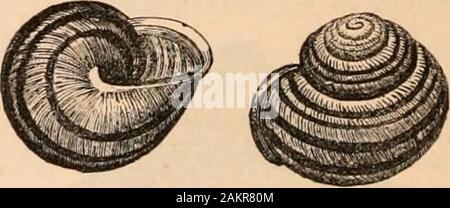 Hardwicke's Science - Klatsch: Eine illustrierte Medium der Interchange und Klatsch für Studierende und Liebhaber der Natur. Das Verhältnis der Spirale Ent- wicklung Ihrer subglobose hat Shell identifiedby wurde Professor Goodsir (der Freund und Begleiter des verstorbenen Edward Eorbcs) mit der wahren Loga - rithmic Kurve. Ungeachtet der destruktivität von H.-persa (Abbn. 17 I, 175), ist es nur fair zu sagen, dass, wenn andso Solange, kann es Primeln {Primula vulgaris), Brennnessel, Holunder, oder wilde Sellerie zu verschlingen, wird nottrouble nichts anderes. Die Oberfläche seines Shellis rau und offenbar stark, aber es ist Stockfoto