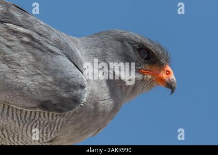 Close-up sisolated omali Chanting goshawk (melierax poliopterus) Stockfoto