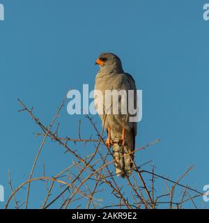 Natürliche somalischen Chanting goshawk (melierax poliopterus) sitzen auf Ast Stockfoto