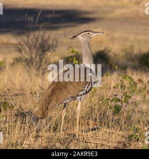 Close-up Kori bustard (ardeotis Kori) stehen in der Savanne in goldenen Morgenlicht. Stockfoto