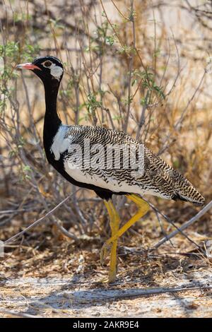 Eine natürliche nördliche Black korhaan Close-up Walking in der Savanne Stockfoto