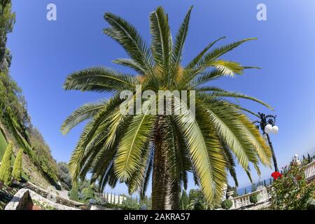 Palme, Bahai Gärten, Haifa, Israel Stockfoto