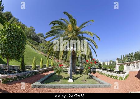 Palme, Bahai Gärten, Haifa, Israel Stockfoto