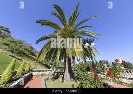 Palme, Bahai Gärten, Haifa, Israel Stockfoto