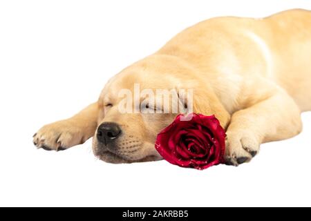 Schlafende Hund hält Blumen in seinen Pfoten. am Valentinstag auf einem weißen Hintergrund. Stockfoto