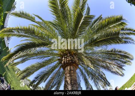 Palme, Bahai Gärten, Haifa, Israel Stockfoto