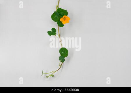 Kapuzinerkresse (Tropaeolum majus), Reben mit gelben Blume, Deutschland Stockfoto