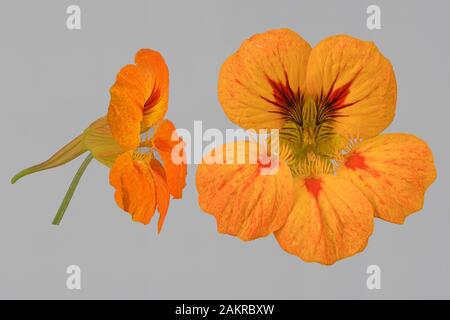 Kapuzinerkresse (Tropaeolum majus), orange Blume, frontale und seitliche Aussparung, Deutschland Stockfoto