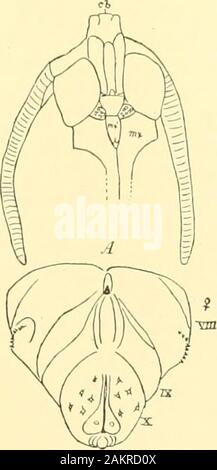 Abhandlungen der Akademie der Wissenschaften. mx. s. Abb. 40.- Der Pnija Zcuzerapt/-Rina, eh. Cocoon - zerleger: A, endeder liody von 9 id labialen Palpen Abb. 39. - Vor der Raupe Pup. ich von rriomny-. iiusrobiuiiv: mx. s. b-ibial paljti. Der Punkt ofdeparture ofTor - tricidib vom Tineina noch workeil zu sein; es müssen einige * verallgemeinern! Gattung in der Puppe, von denen das Auge - Stellring (maxillaris Palpen weie gut entwickelt. Hier könnten die beiden Familien und Thyrididic Sesiidie platziert werden. Nach einer Überprüfung der Transformationen dieser Gruppen stimmen wir mit Dr. Chapman, dass hinsichtlich der lat. Stockfoto