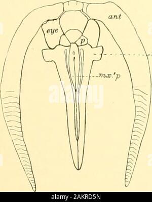 Abhandlungen der Akademie der Wissenschaften. VIII Abb. 38.- Puppe von Tortrix. ritettana, S: - A. ?. Enil uf hudy, mit Crema-ster. Abhandlungen DER AKADEMIE DER WISSENSCHAFTEN. 77 Familie als zingiberaceae und ihrer Verbündeten. In der Cossicte Es gibt keine separaten pupal Maxillaris]) Alpi. des Giermoment Ha]) (w.r. s.) nicht Bein. Ich; - separate. Die Schamlippen und die pal]) Ich lous sind und Schminkspiegel, uns inTortrix. Die paraclypeal Stücke sind verschieden..mx.p Stockfoto