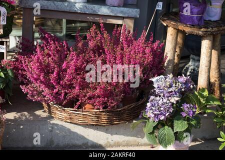 Blumen sind in der Nähe eines Blumenladens auf einer Straße der Stadt. Gepflegte rosafarbene calluna vulgaris oder gewöhnliche Heideblüten, die im Blumenladen im Freien stehen Stockfoto