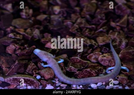 Proteus blind prähistorischen rosa Salamander in Höhle Wasser in Slowenien Stockfoto