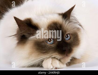 Dichtung BIRMANESE CAT Stockfoto