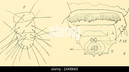 Abhandlungen der Akademie der Wissenschaften. Milies sind unter den Makros isoliert; die Cochliopodidie und Zygaenida; gleichermassen in thepupa Zustand durch die zarte Berührungen teilweise lose Ummantelung, diese Gruppen stehen in der Nähe des Tineidaewith komplette maxillaris Palpen und bildet die älteste Niederlassung der lepidopterous Stammzellen und developedearlier gewesen als die Jlacros. - Eine Einteilung von lepidopterous larvii. Annalen N.Y. Acad. Sci., VIII, 1891, S. 196. Auf synthetische Typen in Insekten, Boston Jour, Nat. Hist., 1863, S. 590 - "G03. 72 MEMOIREN DER NATIONALEN AKADEMIE DER WISSENSCHAFTEN. Ich wil Stockfoto