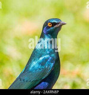 Close-up portrait Kap glossy Starling (lamprotornis nitens) im Sonnenlicht Stockfoto