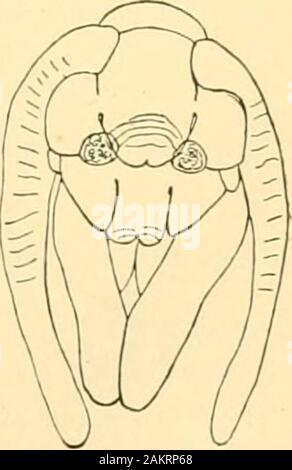 Abhandlungen der Akademie der Wissenschaften. jnx. V Abb. 25.- Puppe nf Talw/taria conapurcatella; A, hoad vergrößert; B, Thesame, gesehen aus;;;;;;;; (. r./&gt;., Kiefer p: ilpi. Abb. 26-Kopf uf Puppe. VuJ, nohia walshetla; A, Ende hody.. Abb. 27.-Kopf der Puppe von Soleiiobia pineti. 70 MExMoms DER: n^atioxal Akademie op sciei^ ces. Abb. 29. stellt Fsme-Puppe von Thyridopferyx ephemercvformix, und seine nahe Ähnlichkeit mit Steuerung gespeichertenfahrzeugtyp Oncopera intricata (Abb. 33) wird in der Gegenwart des großen Stück zwischen der Basis maxillaris ofthe palpen gesehen werden. In (Eceticm abbotii (Abb. 2 S) Die maxillaris Palpen ein Stockfoto