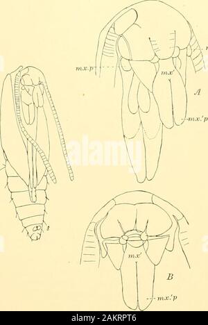 Abhandlungen der Akademie der Wissenschaften. jnx. V Abb. 25.- Puppe nf Talw/taria conapurcatella; A, hoad vergrößert; B, Thesame, gesehen aus;;;;;;;; (. r./&gt;., Kiefer p: ilpi. Abb. 26-Kopf uf Puppe. VuJ, nohia walshetla; A, Ende hody. Stockfoto