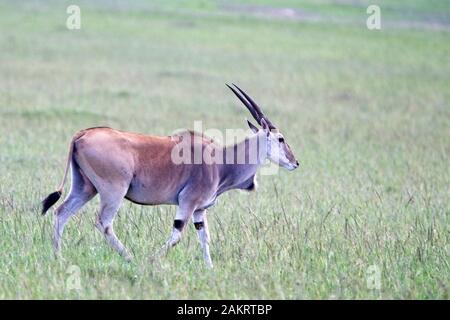 Gemeinsame Elenantilope (taurotragus Oryx), Masai Mara, Kenia. Stockfoto