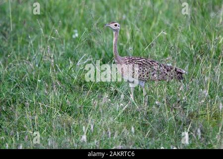 Schwarz-bellied Bustard (korhaan), (Lissotis melanogaster), weiblich, Masai Mara, Kenia. Stockfoto