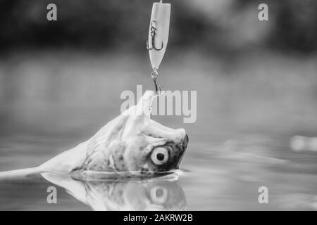 Fisch in der Falle. Opfer der Wilderei. Speichern der Natur. Am Haken. Stille Konzept. Fisch Forelle im Süßwasser gefangen. Fisch offenen Mund hängen an Haken. fishi Stockfoto