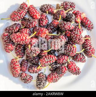 Weiße Platte mit köstlichen Ripe mulberry Beeren durch das Sonnenlicht beleuchtet Stockfoto
