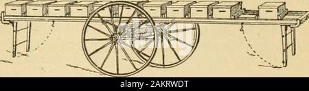 Nachlese in Biene Kultur. s ich Zoll durch 12, also verließ ich Sie thereuntil März 20, wenn das Wetter sowarm, bemerkte ich den Kamm gettingmoldy war, und selbst das außerhalb des Bienenkorbes wasmolding. Dann habe ich sie auf die Summe platziert - mer stehen, und, zu meiner Überraschung, Sie areall Wohn- und fein zu tun; und wenn ich putthem heraus sie hatten^ ely Scan keine toten Bienen inder Nesselsucht; und einige der starken coloniesthat ich verließ, kam in der Nähe von Sterbenden. Ich bin nowfeeding die Schwächsten ein wenig, und alle aredoing gut. R. A. Grün. Scherr, W. Virginia, 30. März, die Bienenstöcke auf einem zweirädrigen Wagen; die STATISTEN BEI EINEM HONIG-F Stockfoto