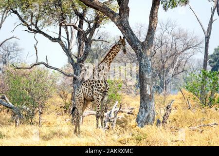 Einsame erwachsenen männlichen südlichen Giraffe (Giraffa Camelopardalis) im Scrub in Khwai Konzession, Okavango Delta, Botswana, Südafrika Stockfoto