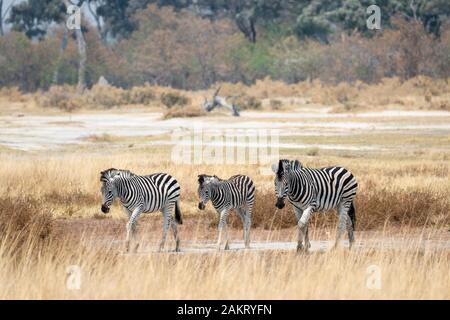 Weibliche Burchell's Zebra (Equus quagga) mit Fohlen in Khwai Konzession, Okavango Delta, Botswana, Südafrika Stockfoto