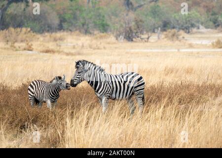 Weibliche Burchell's Zebra (Equus quagga) mit Fohlen in Khwai Konzession, Okavango Delta, Botswana, Südafrika Stockfoto