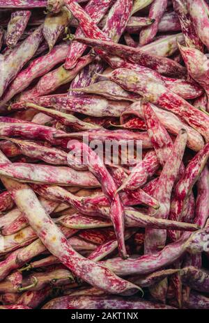 Borlotti Bohnen auf Mercato delle Erbe in Bologna, Hauptstadt und größte Stadt der Region Emilia Romagna in Norditalien Stockfoto