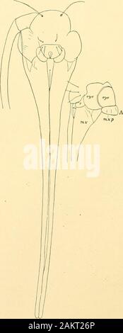 Abhandlungen der Akademie der Wissenschaften. FlQ. 17.- Puppe von Blabophanes ferruginella, Leiter; J, fure; 77, Mitte Bein; EIN, Haken ou Ende des Abdomens. Abb. 18.- Kopf der Puppe von Adela caprellff; A, Seite Überblicküber pari von Kopf, Anzeigen maxillaris Palpen {inx. j}.), usw.) Lijouetileoj liori&lt; h. Ili (tclli&lt; l (r. Gahrhida: - in der pnjia von Crypiolcchia (Abbn. 22, 23) Wir haben ein Beispiel für die modernen Paa) tlierc aohtecta, ohne Okular (maxillaris palpen) und keine labialen Palpen sichtbar, eine wliile cremasteris gut entwickelt. Sowohl in der Larven, pujial, und im Stockfoto