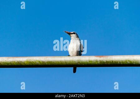 Woodland Kingfisher (Halcyon senegalensis) auf ein Metallstift mit den Überresten einer Tiger Moth prey auf Schnabel, Entebbe, Uganda Stockfoto