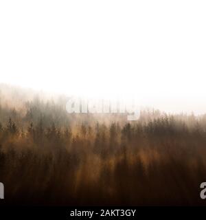 Tannen mit Sonnenstrahlen streamimg durch den Nebel Stockfoto