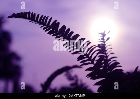 Pop Art stylische Silhouette von Farnblättern gegen helle Sonne und violetten Himmel Stockfoto