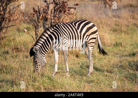 Burchell's Zebra (Equus quagga) Beweidung im offenen Bereich der Macchia in Khwai Konzession, Okavango Delta, Botswana, Südafrika Stockfoto