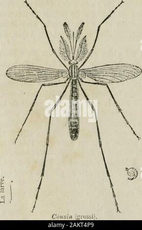 Wörterbuch de Konversation à l'usage des dames et des Jeunes personnes: ou, Complément nécessaire de toute Bonne].de Courtrai queut lieu, en 130 * 2, la bataille dite des Eperons. En 179, les Français y battirent les Anglais, et cette Victoire en-traîna la Reddition de la Place. La Ville est fort Ancienne; auf yremarfiue Les Églises St-Martin et Notre-Dame, ainsi que lHùtel-de-Ville, édifice gothique Dune belle Bau. Cousin. Ce genre dinsectes, qui Nest que Trop 1611 par sespiqûres, 2 Ailes membraneuses cl Le Corps presque cylindrique monté sur 2 Hautes jam-bes ressembla Stockfoto