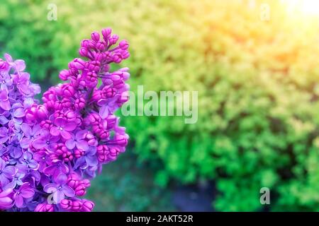Frühlingsblütler auf dem Hintergrund anderer Pflanzen. Stockfoto