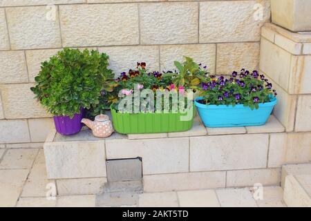 Veilchen und Pansieblumen wachsen in Plastikblütentöpfen neben der Marmortreppe eines Apartmentgebäudes. Stockfoto