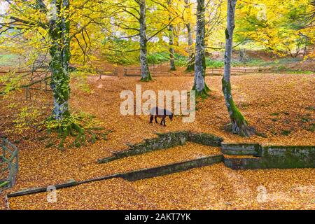 Rüschenholz und Pferd im Herbst. Stockfoto