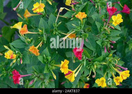 Close-up roten und gelben Blumen von zierpflanzen Mirabilis jalapa Werk in flash light. Stockfoto