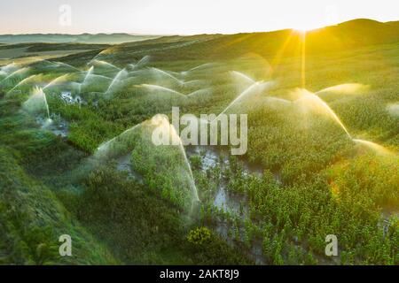 Ackerland mit Bewässerung. Luftansicht. Stockfoto