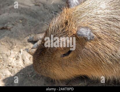 Closeup Leiter Wasserschwein ist Sonnenbaden auf dem Boden Stockfoto