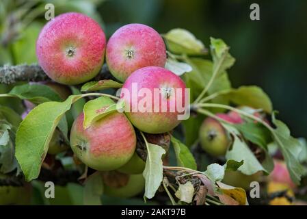Roter apfel (Malus domestica) hängt am apfelbaum Brandeburg, Deutschland Stockfoto
