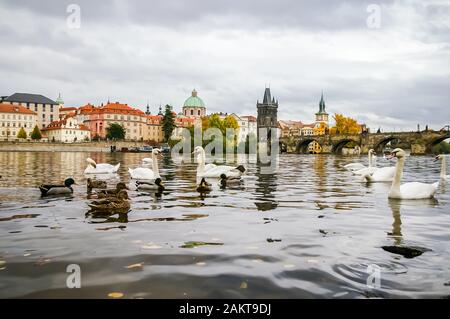 Schwäne und Enten auf der Moldau in der Nähe der Karlsbrücke in Prag, Tschechien Stockfoto