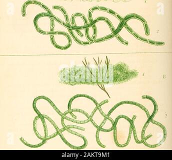 Phycologia Britannica, oder, eine Geschichte der britischen Meer - Unkraut, mit farbigen Abbildungen, generischen und spezifischen Zeichen, Synonyme und Beschreibungen aller Arten von Algen, die die Küsten der Britischen Inseln. Stockfoto