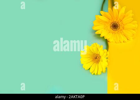 Gelbe blumen Gerbera auf einer tadellosen blauen und gelben Hintergrund, kostenlose Kopie Raum Stockfoto