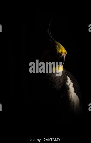 Cockatiel Portrait auf schwarzem Hintergrund, dramatische Beleuchtung Stockfoto